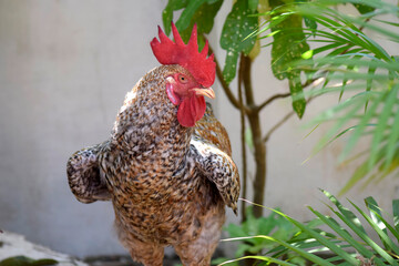 rooster in the farm