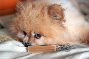Bear Boo Pomeranian Teddy bear orange color dog lies sad in front of his nose is a delicious but he does not eat