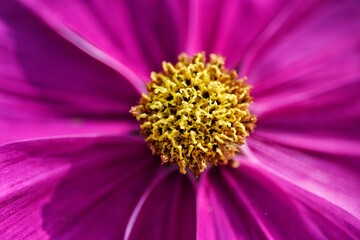 Obraz premium close up of pink flower