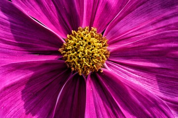 Obraz premium macro of pink flower