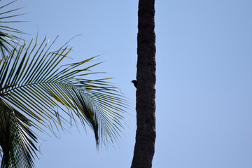 palm tree on blue sky