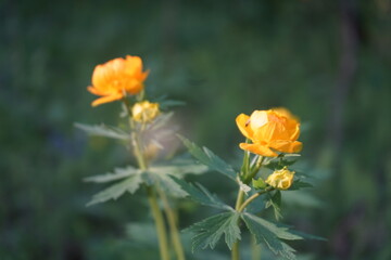 Globe-flower in the grass. Close-up. Orange wild flower in sunset light on a blurred green grass background. Beautiful wildflower.