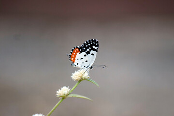 butterfly on a flower