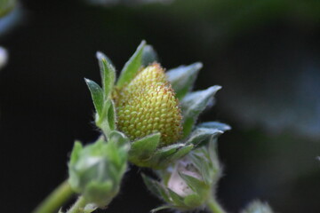 Unreife Erdbeere im Topf