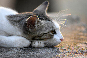 cat lying on the floor