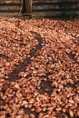 cocoa beans in natural drying process with the sun