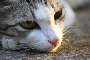 close up portrait of a cat