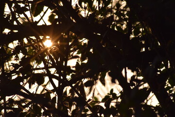 sun shining through trees