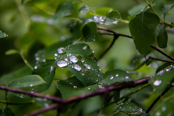 rain drops on a branch of a tree