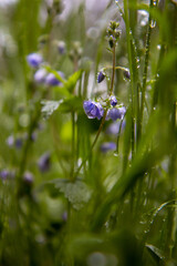 forget me not flowers and drops