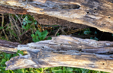 Weathered textured tree trunk between green plants as a background.