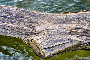 Dried pale tree stump in the water as a natural background.