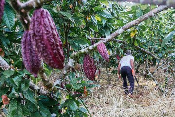 farmer old man in cocoa plantation, tending and harvesting