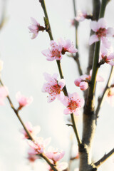 pink peach tree blossom at april