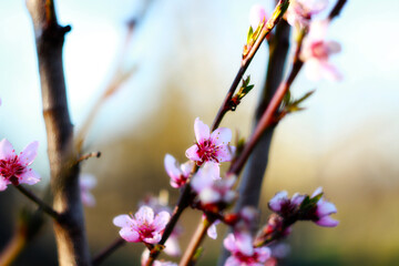 pink peach tree blossom at april