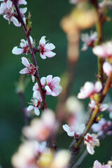 pink peach tree blossom at april