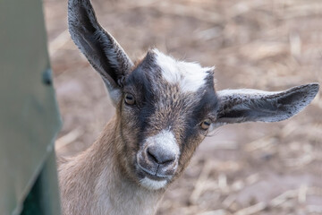 Funny brown, white, black horned, baby goat kid, looks around the corner, head shot