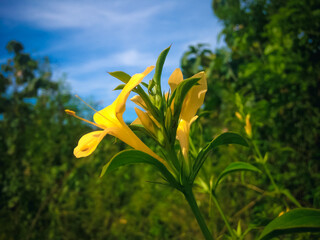 Fresh Beauty Yellow Wildflowers Grow In The Fields At Agricultural Area Of The Village, North Bali, Indonesia