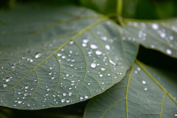 葉っぱと水滴