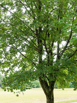 Acer platanoides | Spitz-Ahorn. Ein Halbschattenbaumart mit einem aufrechten Stamm, dichte Baumkrone, dunkelgrüne Handformig fünflappig Laubblätter mit lang zugespitzten, ganzrandigen Blattlappen