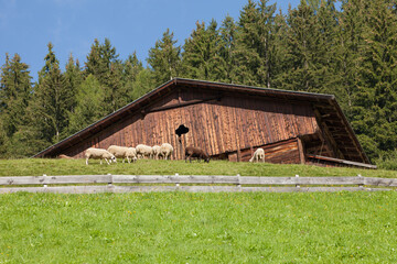 Fototapeta na wymiar flock of sheep in an italian mountain pasture