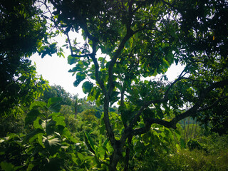 Various Kinds Of Trees Grow In The Fields Of Agricultural Land At The Village, North Bali, Indonesia