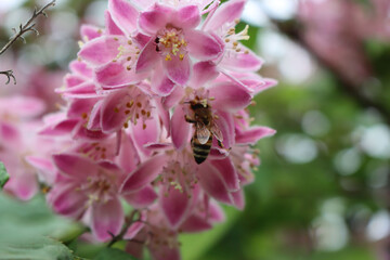 Honey bee collecting pollen on a Deutzia Tourbillon Rouge pink flower on springtime. Honey bee on Deutzia bush in bloom