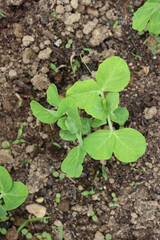 Green pea plants growing in a row in the vegetable garden. Pisum sativum cultivation

