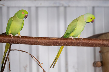Green parakeet, red beak, sits on a branch. Selective focus