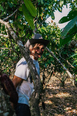 Naklejka na ściany i meble farmer old man in cocoa plantation, tending and harvesting
