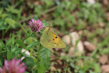 Close-up of a clouded yellow butterfly on a pink Clover flower  Colias croceus butterfly on flower

