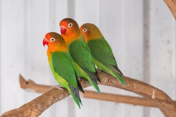 Three Fischer's Lovebird, agapornis fischeri sitting on a branch of tree, selective focus