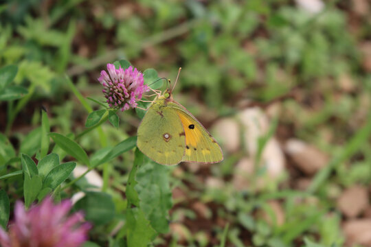 Close-up of a clouded yellow butterfly on a pink Clover flower  Colias croceus butterfly on flower

