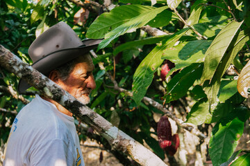 farmer old man in cocoa plantation, tending and harvesting