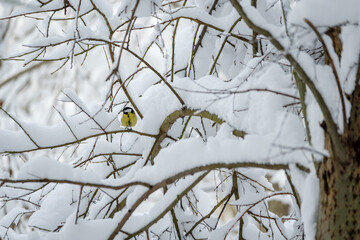 Obraz premium Tit bird sitting on a branch covered by snow