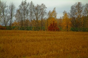 Fototapeta premium mown wheat field in rainy autumn, Russia