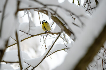 Tit bird sitting on a branch covered by snow
