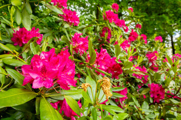 Red Rhododendron plant with flowers blooming.