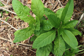 Close-up of Phytolacca americana plant growing in the garden. Pokeweed plant in the garden 
