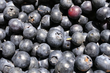 Many ripe blue and healthy blueberries in daylight