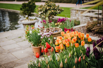 Fototapeta na wymiar Display of Tulips (Tulipa) in Flowerpots in a Wisley Gardens, England, UK