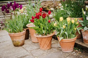 Display of Tulips (Tulipa) in Flowerpots in a Wisley Gardens, England, UK