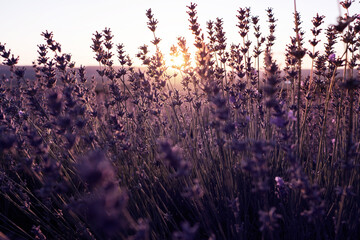 Lavender Field in the summer sunset time
