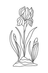 Coloring book with wild flowers for adults and children. Linear drawing of iris flowers in the ground. Coloring page beautiful flowers. Line art in vector coloring book.Still life with flowers