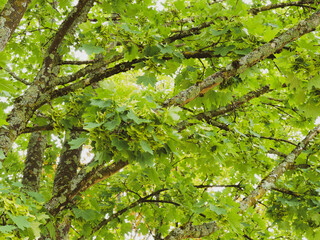 Fototapeta na wymiar Acer platanoides | Spitz-Ahorn. Ein Halbschattenbaumart mit einem aufrechten Stamm, dichte Baumkrone, dunkelgrüne Handformig fünflappig Laubblätter mit lang zugespitzten, ganzrandigen Blattlappen