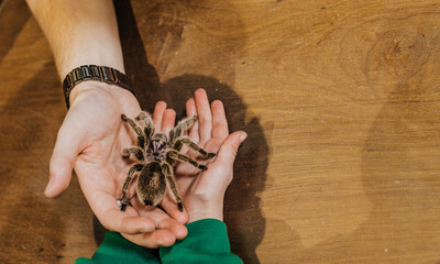 Close-up image of a Tarantula in hands.