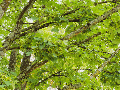 Acer platanoides | Spitz-Ahorn. Ein Halbschattenbaumart mit einem aufrechten Stamm, dichte Baumkrone, dunkelgrüne Handformig fünflappig Laubblätter mit lang zugespitzten, ganzrandigen Blattlappen