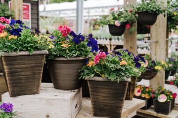 Fototapeta na wymiar Colourful flowers in pots. Plant nursery store with many plants for sale on display