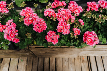 Top view of pink flowers in wooden boxes on wooden floor