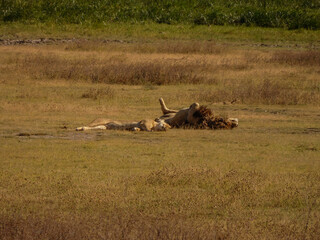 Lion and lioness sleeping in the wild